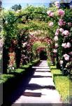 An Arbor in the Rose Garden