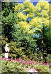 Secluded statuary in the Sunken Garden