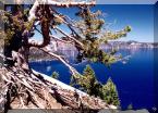 Pines Grow along<br>the Edge of the Caldera Pines Grow along<br>the Edge of the Caldera