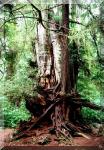 'Big Cedar' 'Big Cedar'