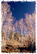 An October Moon above Leafless Aspen