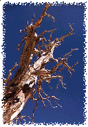 The Ancient Bristle-Cone Pine's Limbs Almost Touch the Sky