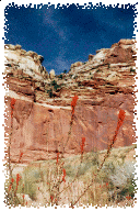 Indian Paintbrushes Bloom Between the Canyon Walls