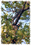 A Woodpecker Busies Himself with a Snack