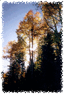 The Morning Sun Silhouettes these Golden Aspens