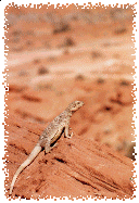 A Lizard Looks On Disinterested as We Explore Elephant Rock