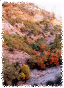 Riotous Splashes of Color from Both Sandstone and Foliage